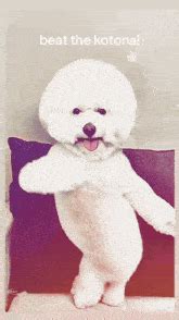 beat the koto nai gif|Beat The Koto Nai Dance Cat .